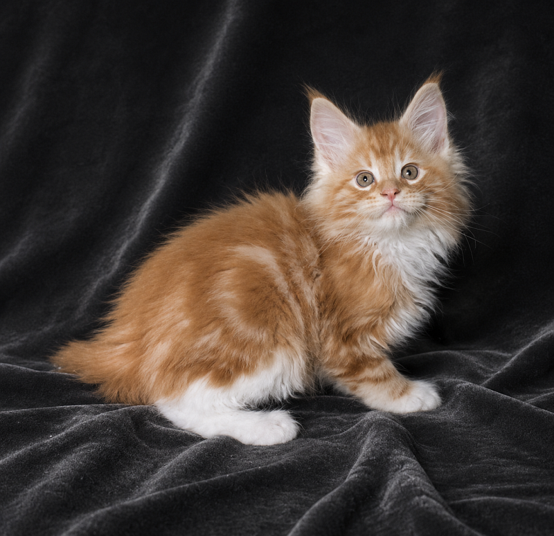 Jaguar Monterini - Kitten maine-coon 1 month 3.5 weeks