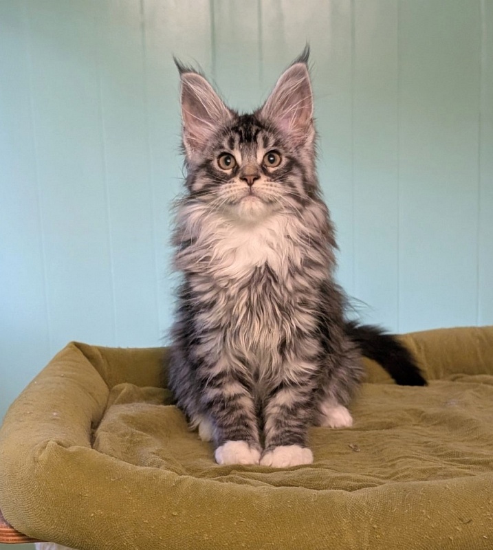 Jewel Monterini - Kitten maine-coon 2 months 3 weeks