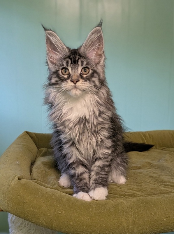 Jewel Monterini - Kitten maine-coon 2 months 3 weeks