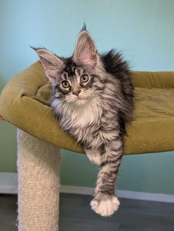 Jewel Monterini - Kitten maine-coon 2 months 3 weeks
