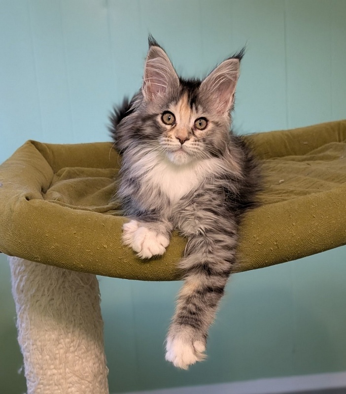 Jemma Monterini - Kitten maine-coon 2 months 3 weeks