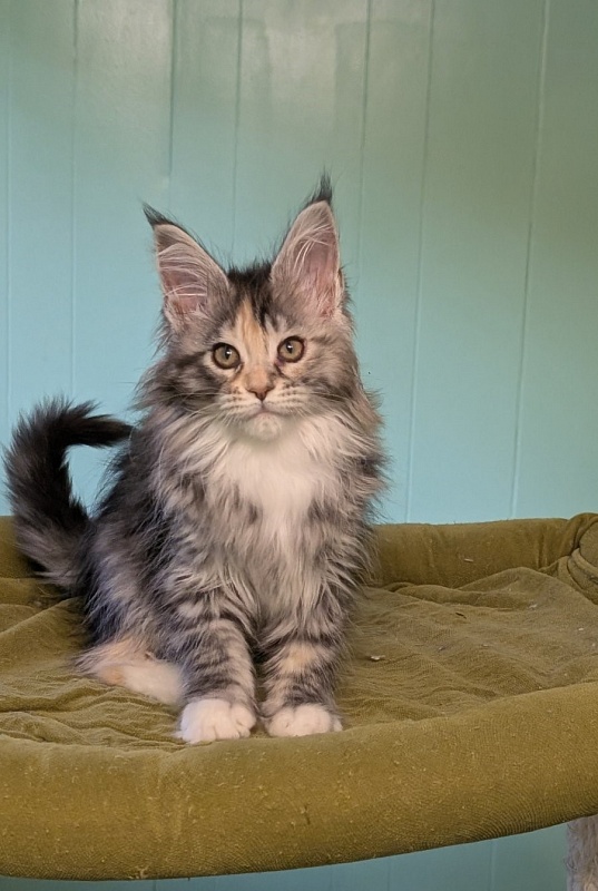 Jemma Monterini - Kitten maine-coon 2 months 3 weeks