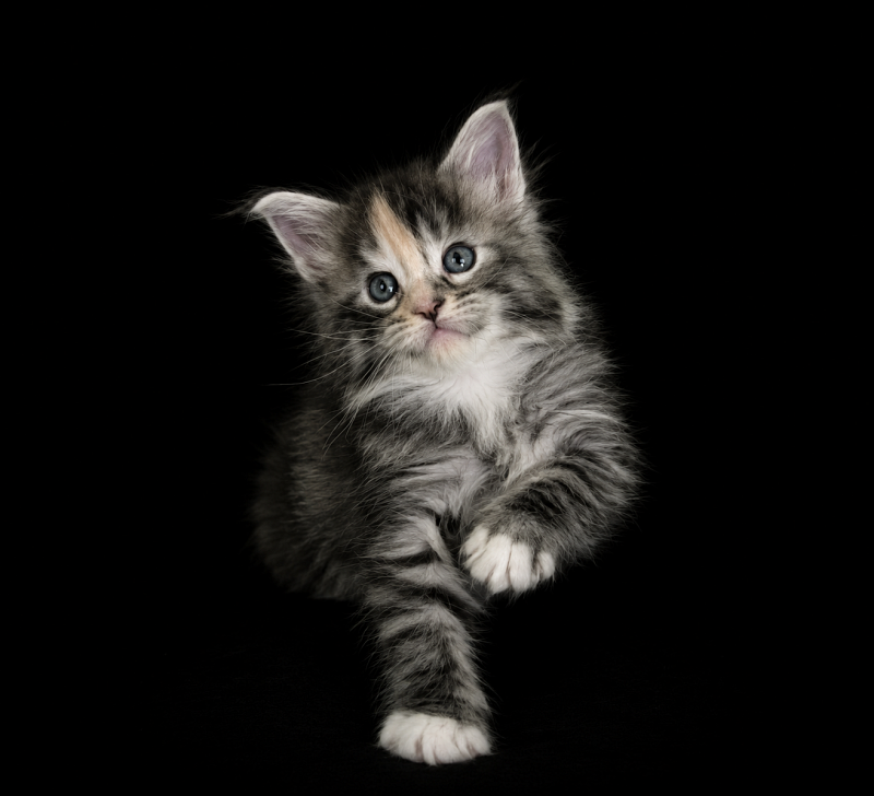 Jemma Monterini - Kitten maine-coon 1 month 1 week