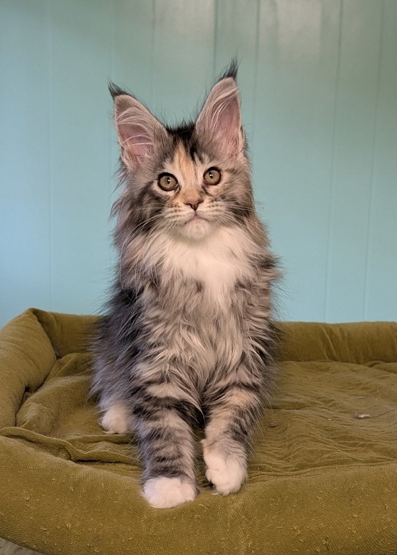 Jemma Monterini - Kitten maine-coon 2 months 3 weeks