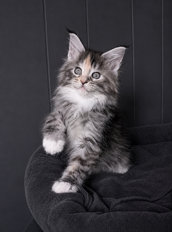 Jemma Monterini - Kitten maine-coon 1 month 3.5 weeks