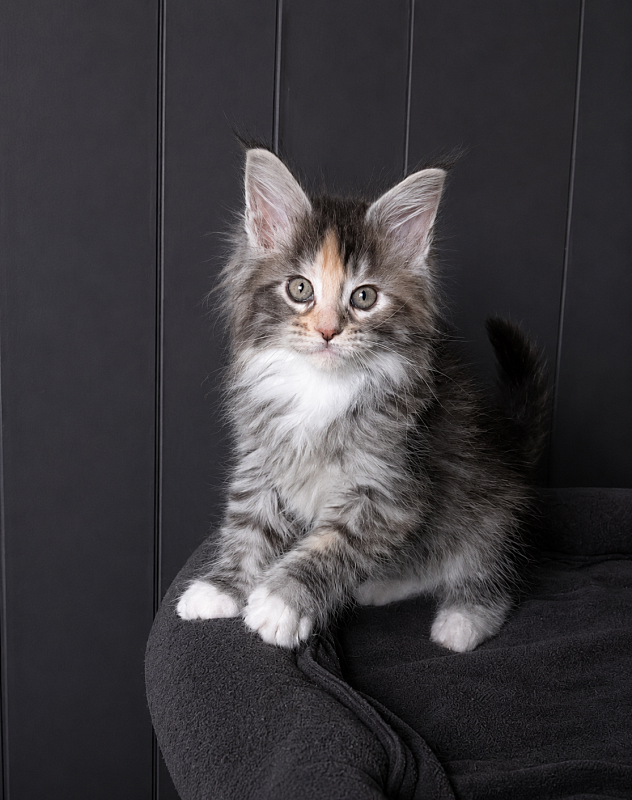 Jemma Monterini - Kitten maine-coon 1 month 3.5 weeks