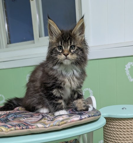 Grizabella Monterini - Kitten maine-coon 2 months 0.5 weeks