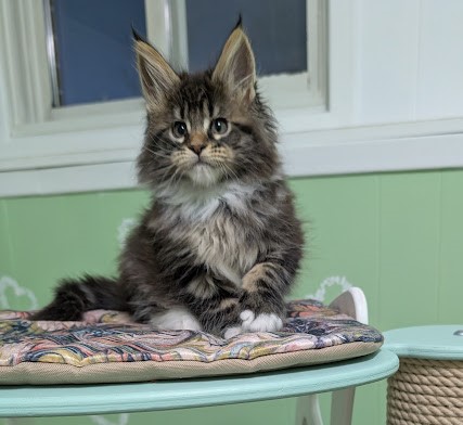 Grizabella Monterini - Kitten maine-coon 2 months 0.5 weeks