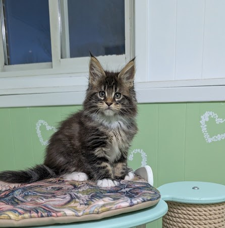 Grizabella Monterini - Kitten maine-coon 2 months 0.5 weeks