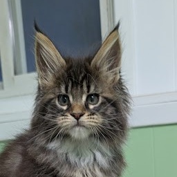 Grizabella Monterini