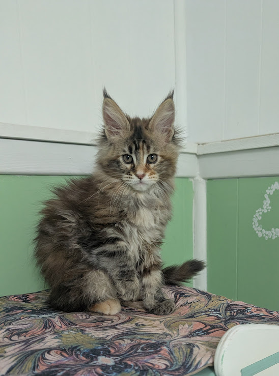 Gaia Terra Monterini - Kitten maine-coon 2 months 0.5 weeks
