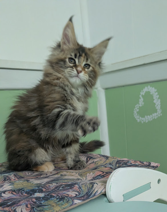 Gaia Terra Monterini - Kitten maine-coon 2 months 0.5 weeks
