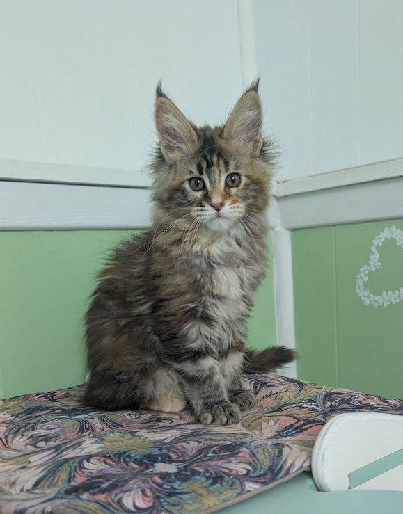 Gaia Terra Monterini - Kitten maine-coon 2 months 0.5 weeks