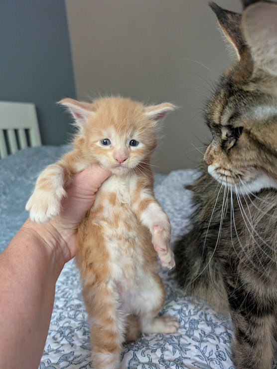 Kingfisher Monterini - Kitten maine-coon 4 weeks