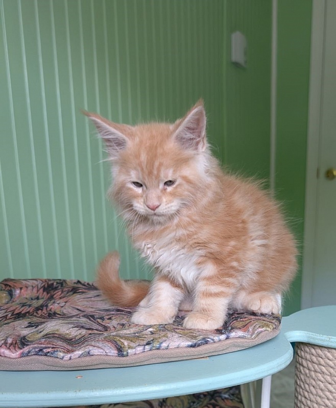 Kingfisher Monterini - Kitten maine-coon 1 month 3 weeks