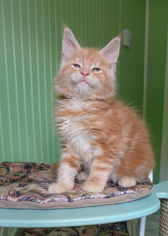 Kingfisher Monterini - Kitten maine-coon 1 month 3 weeks