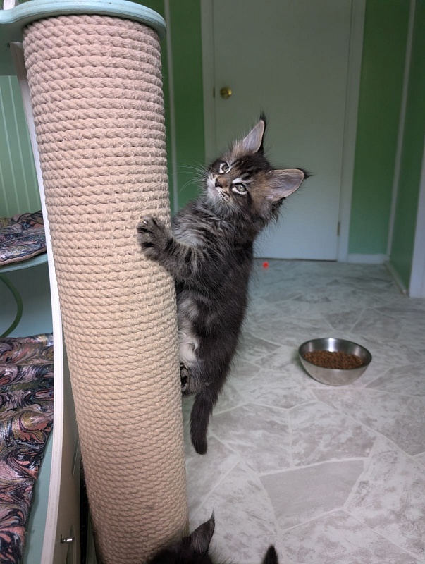 Kraken Monterini - Kitten maine-coon 1 month 3 weeks