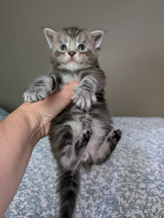 Keeper Monterini - Kitten maine-coon 4 weeks