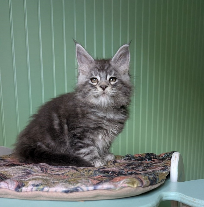 Keeper Monterini - Kitten maine-coon 1 month 3 weeks