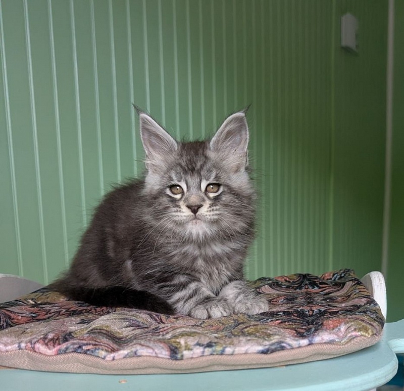 Keeper Monterini - Kitten maine-coon 1 month 3 weeks