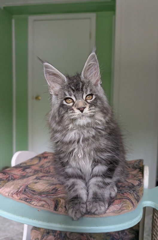Keeper Monterini - Kitten maine-coon 2 months 0.5 weeks