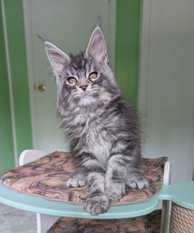 Keeper Monterini - Kitten maine-coon 2 months 0.5 weeks