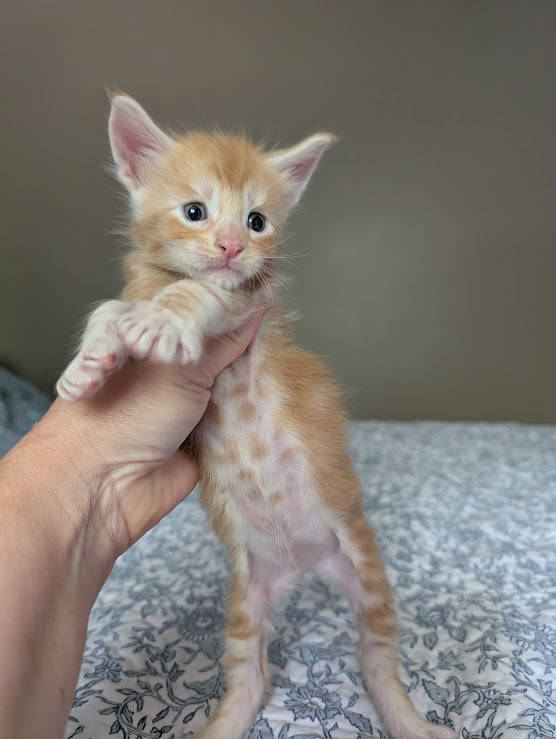 Klancy Monterini - Kitten maine-coon 4 weeks