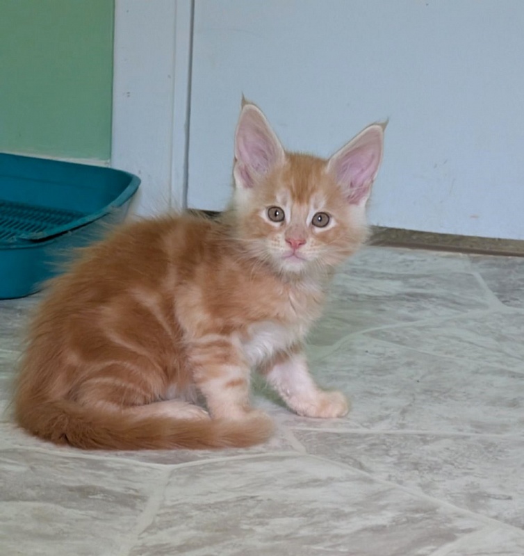 Klancy Monterini - Kitten maine-coon 1 month 3 weeks