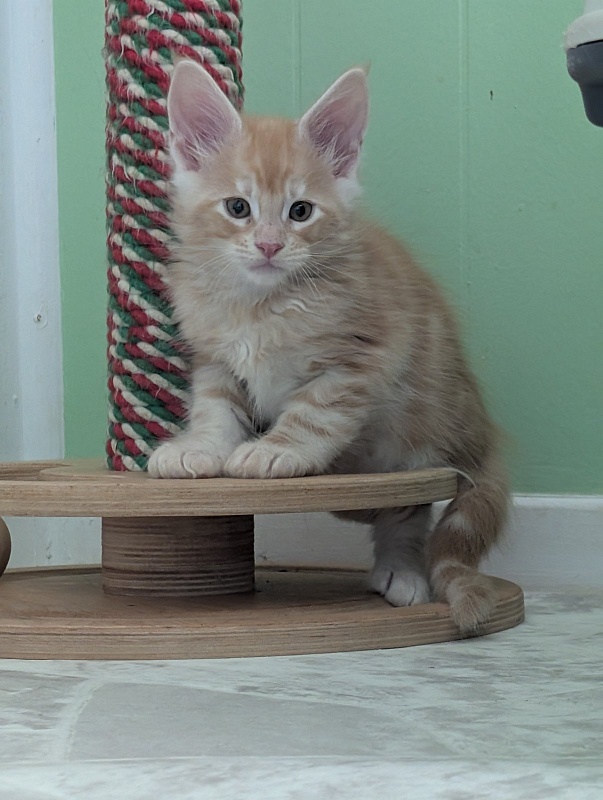 Klancy Monterini - Kitten maine-coon 1 month 3 weeks