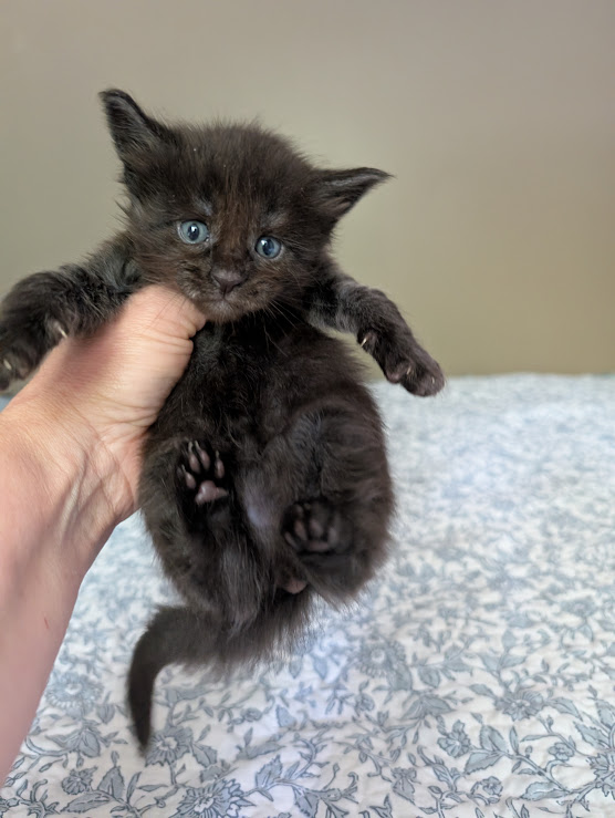 Karma Monterini - Kitten maine-coon 4 weeks