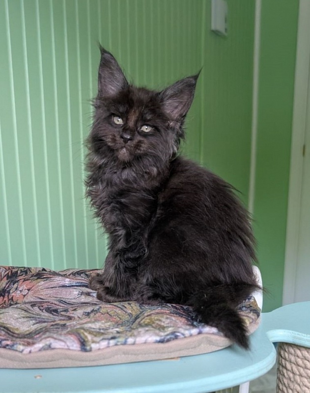 Karma Monterini - Kitten maine-coon 1 month 3 weeks