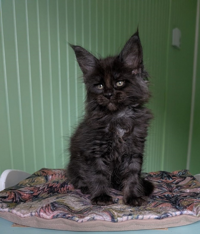 Karma Monterini - Kitten maine-coon 1 month 3 weeks