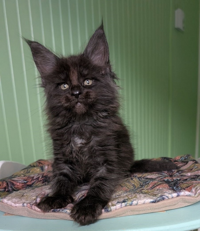 Karma Monterini - Kitten maine-coon 1 month 3 weeks