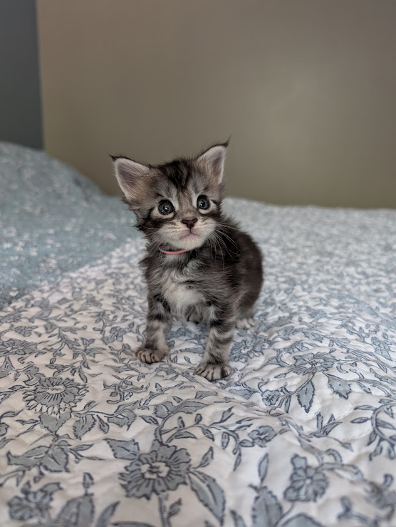 Kashmir Monterini - Kitten maine-coon 4 weeks