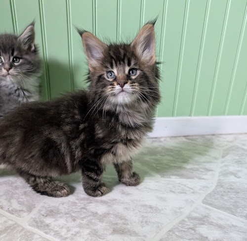 Max Monterini - Kitten maine-coon 1 month 2 weeks