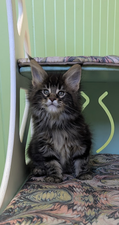 Max Monterini - Kitten maine-coon 1 month 3.5 weeks