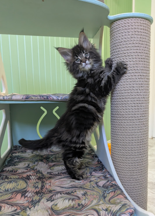 Max Monterini - Kitten maine-coon 1 month 3.5 weeks