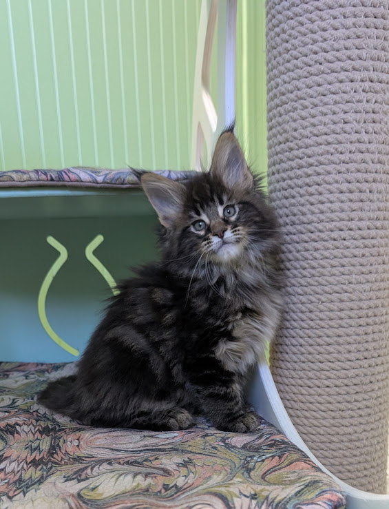 Max Monterini - Kitten maine-coon 1 month 3.5 weeks