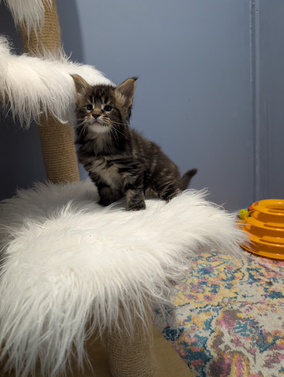 Max Monterini - Kitten maine-coon 1 month 0.5 weeks
