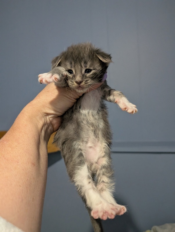 Muffin Monterini - Kitten maine-coon 3 weeks