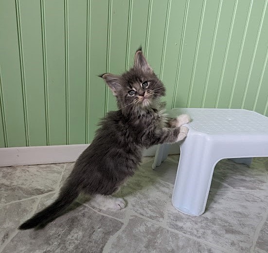 Muffin Monterini - Kitten maine-coon 1 month 2 weeks