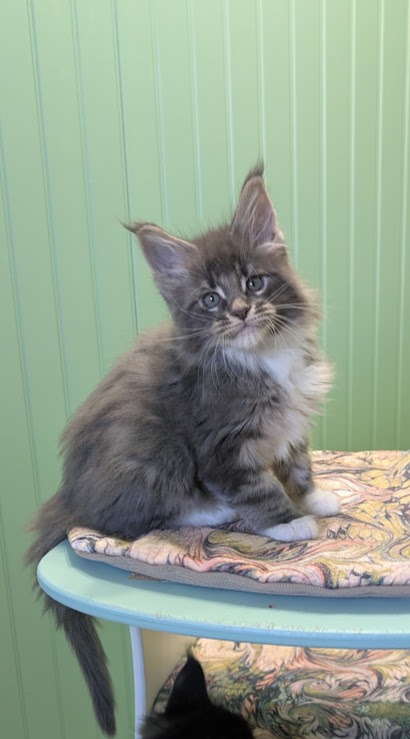 Muffin Monterini - Kitten maine-coon 1 month 3.5 weeks