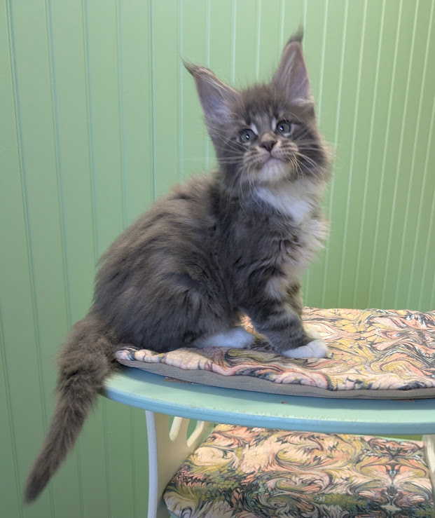 Muffin Monterini - Kitten maine-coon 1 month 3.5 weeks