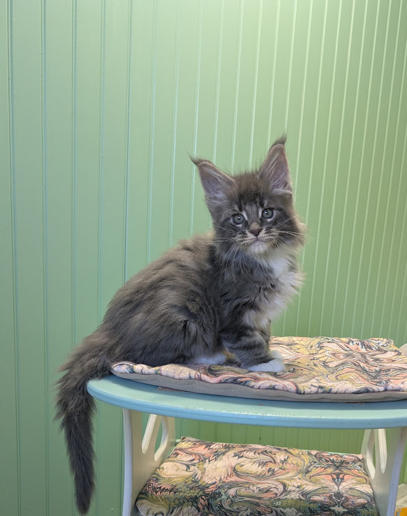 Muffin Monterini - Kitten maine-coon 1 month 3.5 weeks