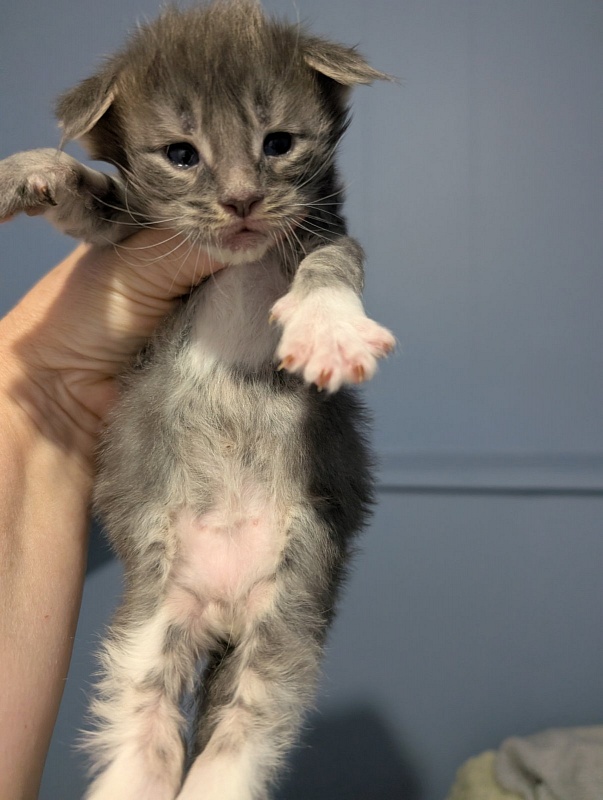 Muffin Monterini - Kitten maine-coon 3 weeks