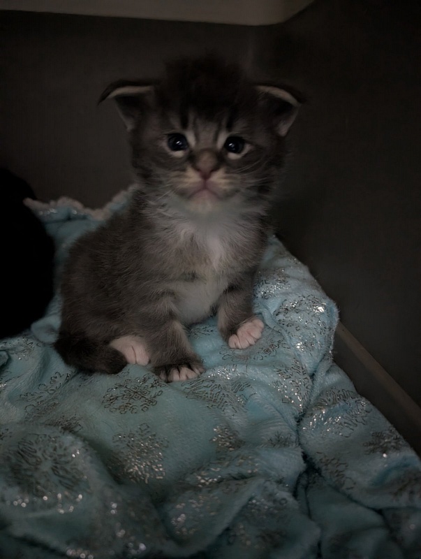 Muffin Monterini - Kitten maine-coon 3.5 weeks