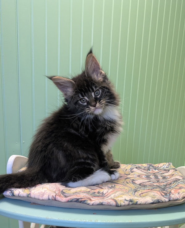 Multipass Monterini - Kitten maine-coon 1 month 3.5 weeks