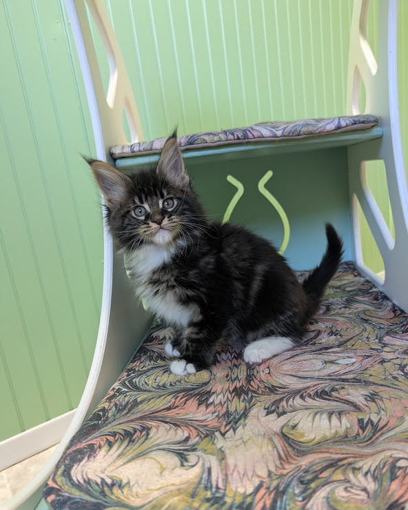 Multipass Monterini - Kitten maine-coon 1 month 3.5 weeks