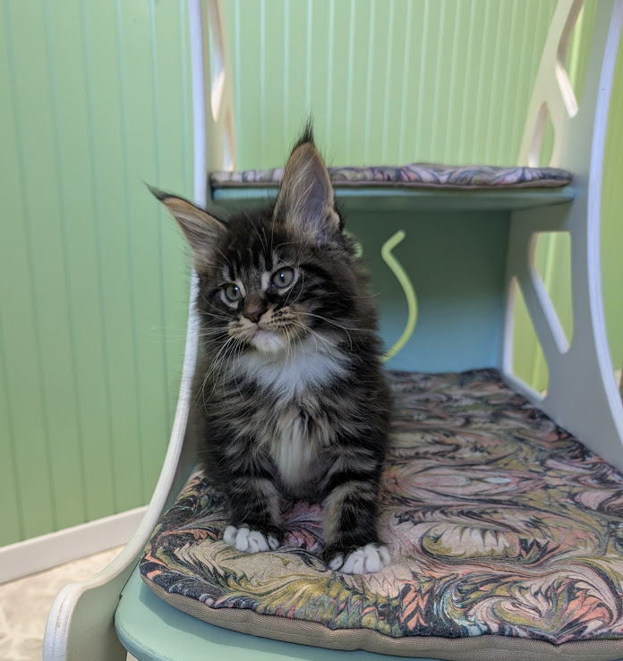 Multipass Monterini - Kitten maine-coon 1 month 3.5 weeks