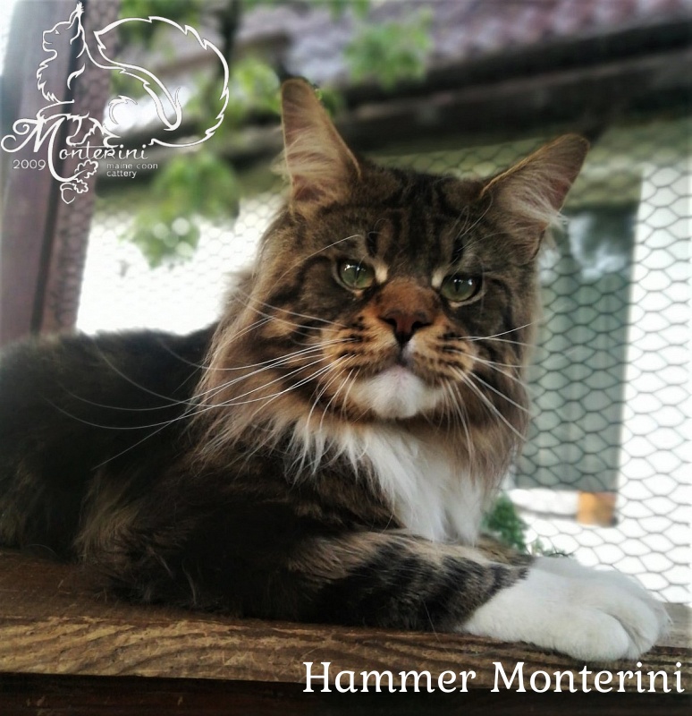 UA*Hammer Monterini - Дорослий мейн-кун 1 рік 2 тижні